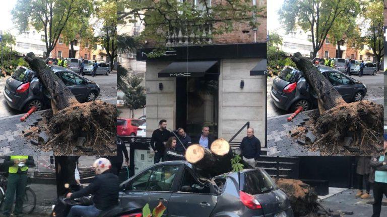 Tiranë, pema dëmton një makinë të parkuar